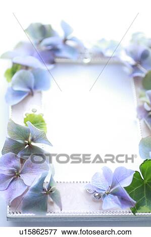 Frame attached Hydrangea Flowers and English Ivy View Large Photo Image Stock Photo - Frame attached Hydrangea Flowers and English Ivy. Fotosearch
