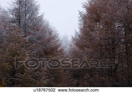 Stock Image - Frozen trees, Gifu Prefecture, Honshu, Japan. Fotosearch