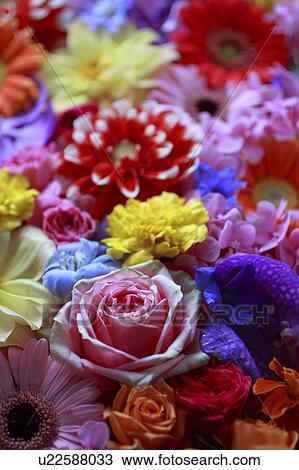 Stock Image - Full Frame of Flowers. Fotosearch