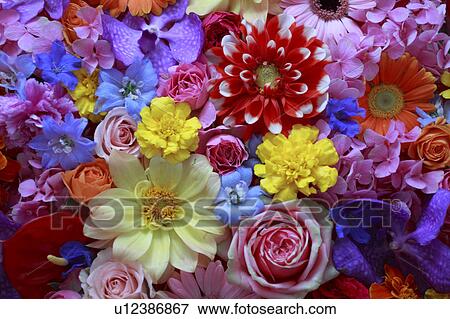 Stock Photo - Full Frame of Flowers. Fotosearch