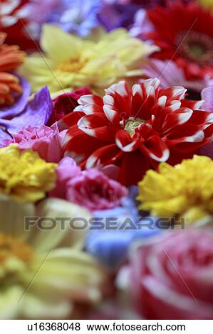 Stock Photo - Full Frame of Flowers. Fotosearch