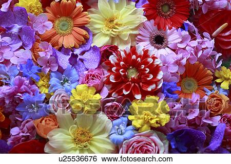 Full Frame of Flowers View Large Photo Image Stock Photograph - Full Frame of Flowers. Fotosearch