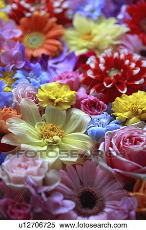 Stock Photography - Full Frame of Flowers. Fotosearch