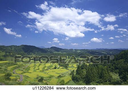 Gimyo Terraced Field, Niigata Prefecture, Honshu, Japan View Large Photo Image Picture - Gimyo Terraced Field, Niigata Prefecture, Honshu, Japan. Fotosearch