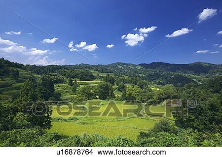 Picture - Gimyo Terraced Field, Niigata Prefecture, Honshu, Japan. Fotosearch