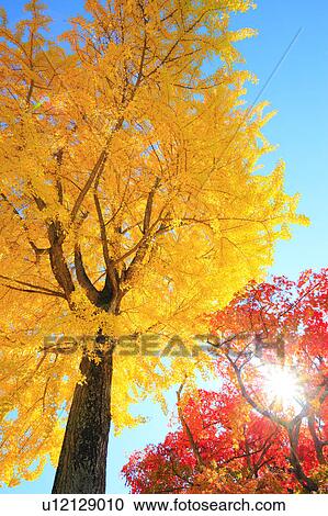 Stock Image - Gingko and Japanese Maple Trees, Nagano Prefecture, Japan. Fotosearch