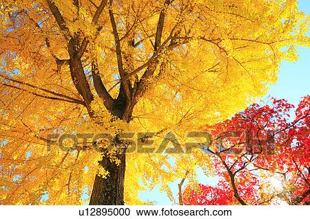 Gingko and Japanese Maple Trees, Nagano Prefecture, Japan View Large Photo Image Stock Image - Gingko and Japanese Maple Trees, Nagano Prefecture, Japan. Fotosearch