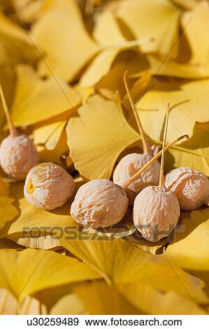 Stock Photo - Gingko leaves and gingko seeds. Fotosearch