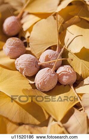 Stock Photograph - Gingko leaves and gingko seeds. Fotosearch