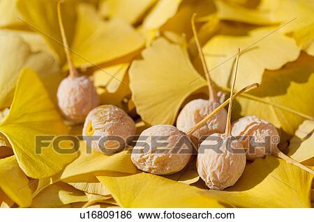 Stock Photograph - Gingko leaves and gingko seeds. Fotosearch