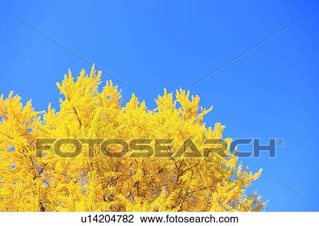 Stock Image - Gingko Tree, Nagano Prefecture, Japan. Fotosearch