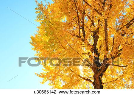Gingko Tree, Nagano Prefecture, Japan View Large Photo Image Stock Image - Gingko Tree, Nagano Prefecture, Japan. Fotosearch