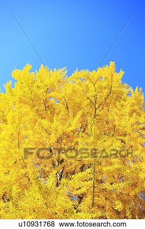 Gingko Tree, Nagano Prefecture, Japan View Large Photo Image Stock Photo - Gingko Tree, Nagano Prefecture, Japan. Fotosearch
