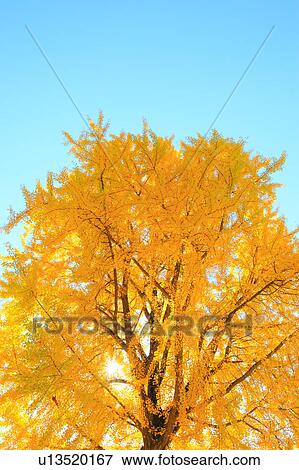 Stock Photo - Gingko Tree, Nagano Prefecture, Japan. Fotosearch