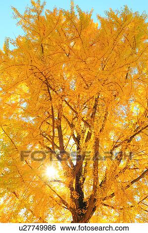Stock Photograph - Gingko Tree, Nagano Prefecture, Japan. Fotosearch