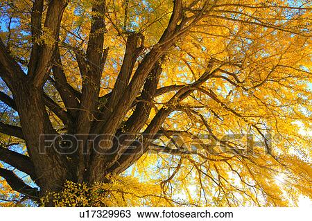 Stock Image - Gingko Tree. Fotosearch