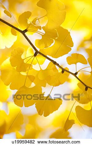 Stock Image - Gingko tree. Fotosearch