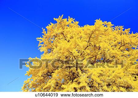 Stock Photo - Gingko Tree. Fotosearch