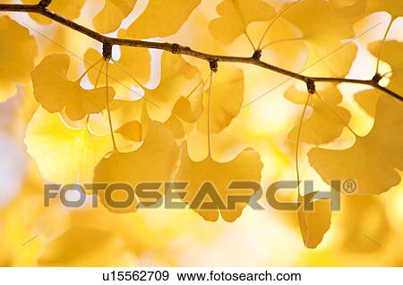 Stock Photo - Gingko tree. Fotosearch