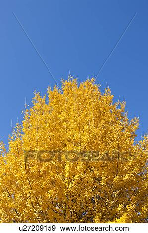 Stock Photo - Gingko tree. Fotosearch