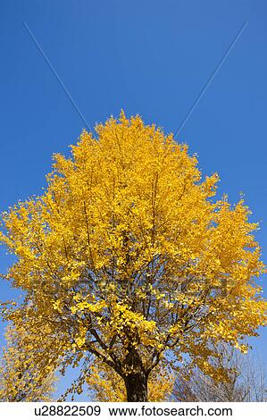 Stock Photo - Gingko tree. Fotosearch