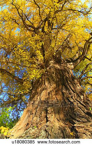 Gingko Tree View Large Photo Image Stock Photography - Gingko Tree. Fotosearch