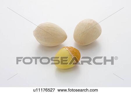 Ginkgo Nuts View Large Photo Image Stock Photo - Ginkgo Nuts. Fotosearch