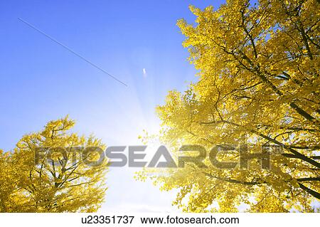 Ginkgo Tree in Autumn View Large Photo Image Stock Photo - Ginkgo Tree in Autumn. Fotosearch