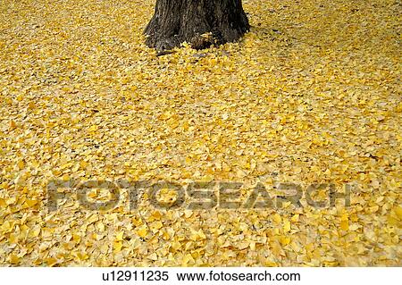 Ginkgo Tree Leaves View Large Photo Image Stock Photography - Ginkgo Tree Leaves. Fotosearch