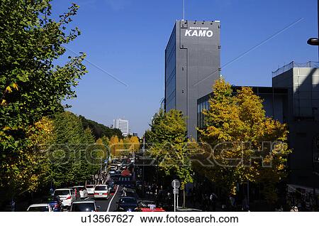 Stock Photo - Ginkgo Trees and Street in Autumn. Fotosearch