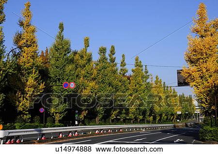 Ginkgo Trees Lining Motorway View Large Photo Image Stock Photo - Ginkgo Trees Lining Motorway. Fotosearch