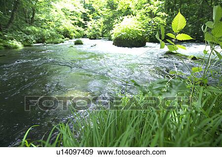Stock Photo - Grass and Oirase river, Aomori Prefecture, Honshu, Japan. Fotosearch