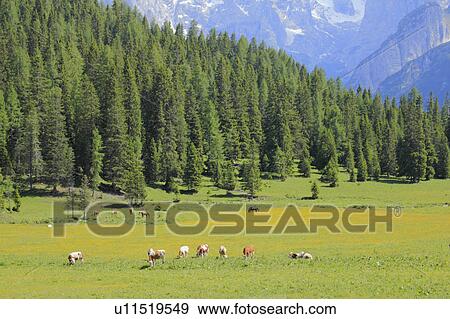 Stock Photo - Grazing. Fotosearch