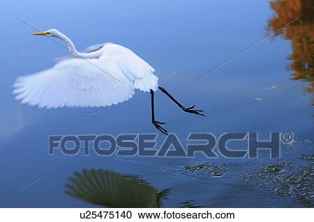 Great Egret Flying View Large Photo Image Stock Image - Great Egret Flying. Fotosearch
