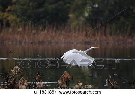 Stock Photo - Great Egret Flying. Fotosearch