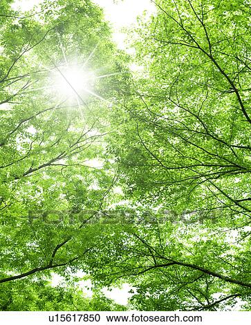 Green Foliage View Large Photo Image Stock Image - Green Foliage. Fotosearch