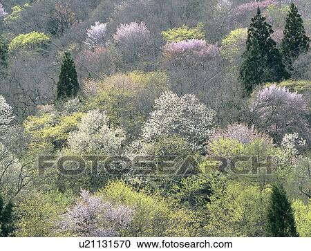 Hakuba -mura village View Large Photo Image Stock Image - Hakuba -mura village. Fotosearch