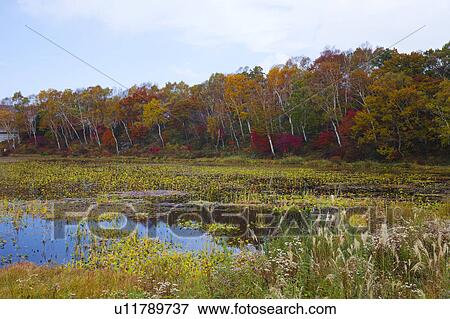 Hasuike lake, Nagano Prefecture, Honshu, Japan View Large Photo Image Stock Photo - Hasuike lake, Nagano Prefecture, Honshu, Japan. Fotosearch