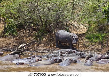 Hippos View Large Photo Image Stock Image - Hippos. Fotosearch