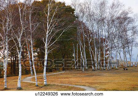 Stock Photograph - Hiruzen highland, Okayama Prefecture, Honshu, Japan. Fotosearch