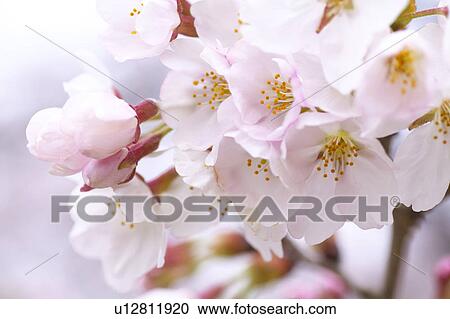 Stock Image - Hitsujiyama park, Saitama Prefecture, Honshu, Japan. Fotosearch