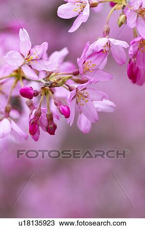 Stock Image - Hitsujiyama park, Saitama Prefecture, Honshu, Japan. Fotosearch