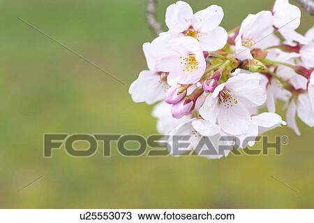 Hitsujiyama park, Saitama Prefecture, Honshu, Japan View Large Photo Image Stock Image - Hitsujiyama park, Saitama Prefecture, Honshu, Japan. Fotosearch