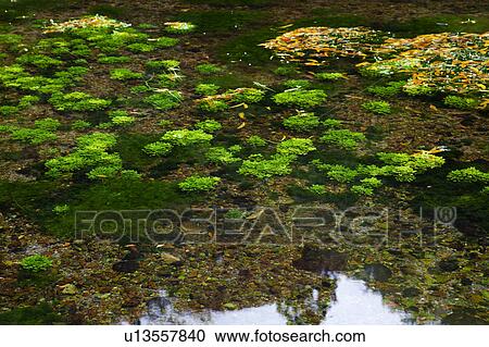 Hongu-no-izumi, Okayama Prefecture, Honshu, Japan View Large Photo Image Stock Image - Hongu-no-izumi, Okayama Prefecture, Honshu, Japan. Fotosearch