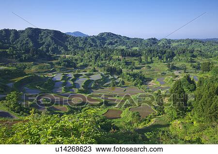 Stock Image - Hoshitoge Terraced Field, Niigata Prefecture, Honshu, Japan. Fotosearch