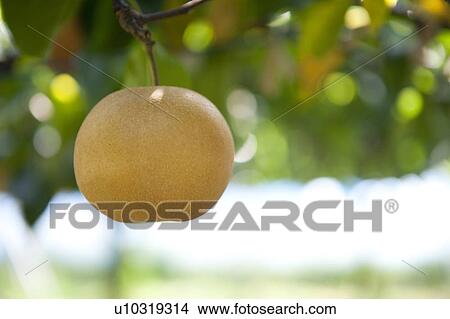 Picture - Hosui Pear Crop. Fotosearch