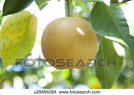 Picture - Hosui Pear Crop. Fotosearch