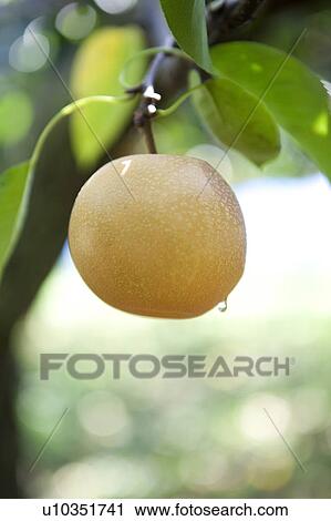 Stock Image - Hosui Pear Crop. Fotosearch