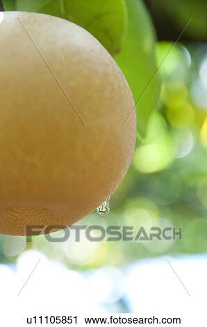 Hosui Pear Crop View Large Photo Image Stock Image - Hosui Pear Crop. Fotosearch