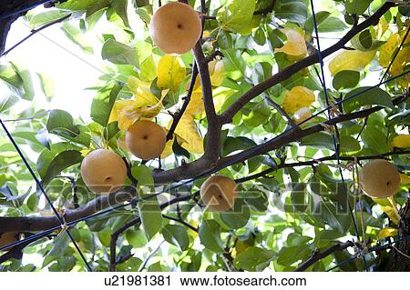 Hosui Pear Crop View Large Photo Image Stock Image - Hosui Pear Crop. Fotosearch